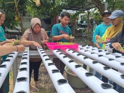 Ibu-Ibu PKK Desa Cagakagung: Inovasi Urban Farming Hidroponik Dorong Ketahanan Pangan Keluarga