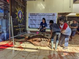 Takbir Menggema Idul Adha 1446 H Masjid Darul Arqam Sembelih Sembilan Ekor Sapi