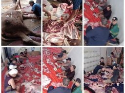 PKBN Al-Hikmah Sektot Bekasi Melaksanakan Penyembelihan Hewan Qurban Tiga Ekor Sapi Pada Hari Ke Dua