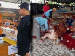 Idul Adha 1446 H SMAN 1 Babadan Sembelih Hewan Kurban, Daging Dibagikan Untuk Warga