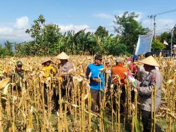 Polsek Sukorejo Panen Jagung Benih Bhayangkara