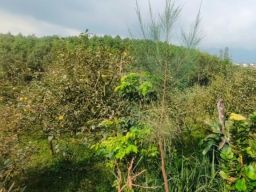 Kejari 'Sentuh' Ruislag TKD di Kasus Pungli PT SL. Kades Wonosari Langsung 'Meriang'