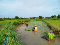 Petani di Desa Plampaan Mulai Masuki Musim Tanam Padi, Harapan Panen Meningkat