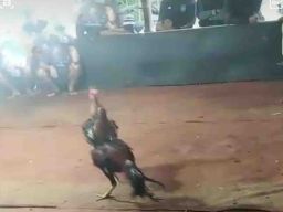 Sabung Ayam di Desa Ngajum Malang Meresahkan Masyarakat