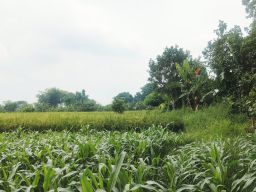 Pengacara Korban Menduga ada Keterlibatan Makelar. Di Kasus Dugaan Penyerobotan Tanah Desa Baujeng