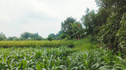 Terkait Kasus Dugaan Penyerobotan Tanah. Kades Baujeng Dipanggil Polisi