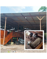 Ternak Domba Kontes Diprotes Warga Perumahan BST, Ternyata Belum Memiliki Izin  