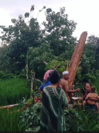 Pohon Raksasa di Desa Plampaan Camplong Tersambar Petir, Warga Panik dan Hindari Lokasi