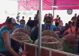 Marak Sabung Ayam di Wilayah Polsek Sedati Sidoarjo