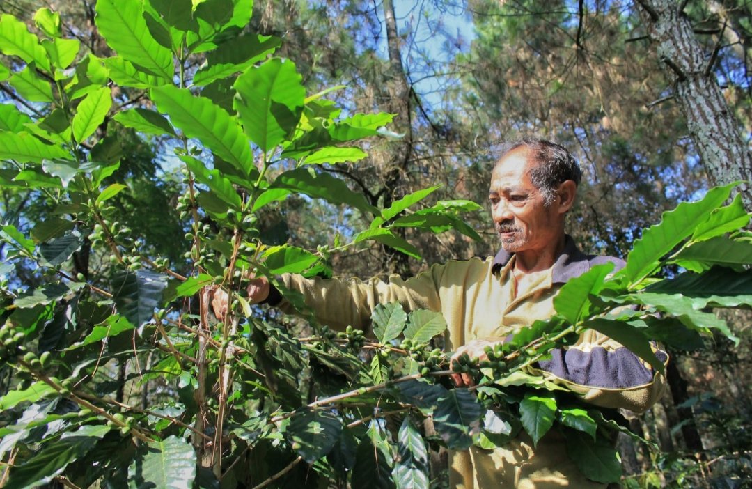 Sanyoto petani kopi Desa Ketapanrame