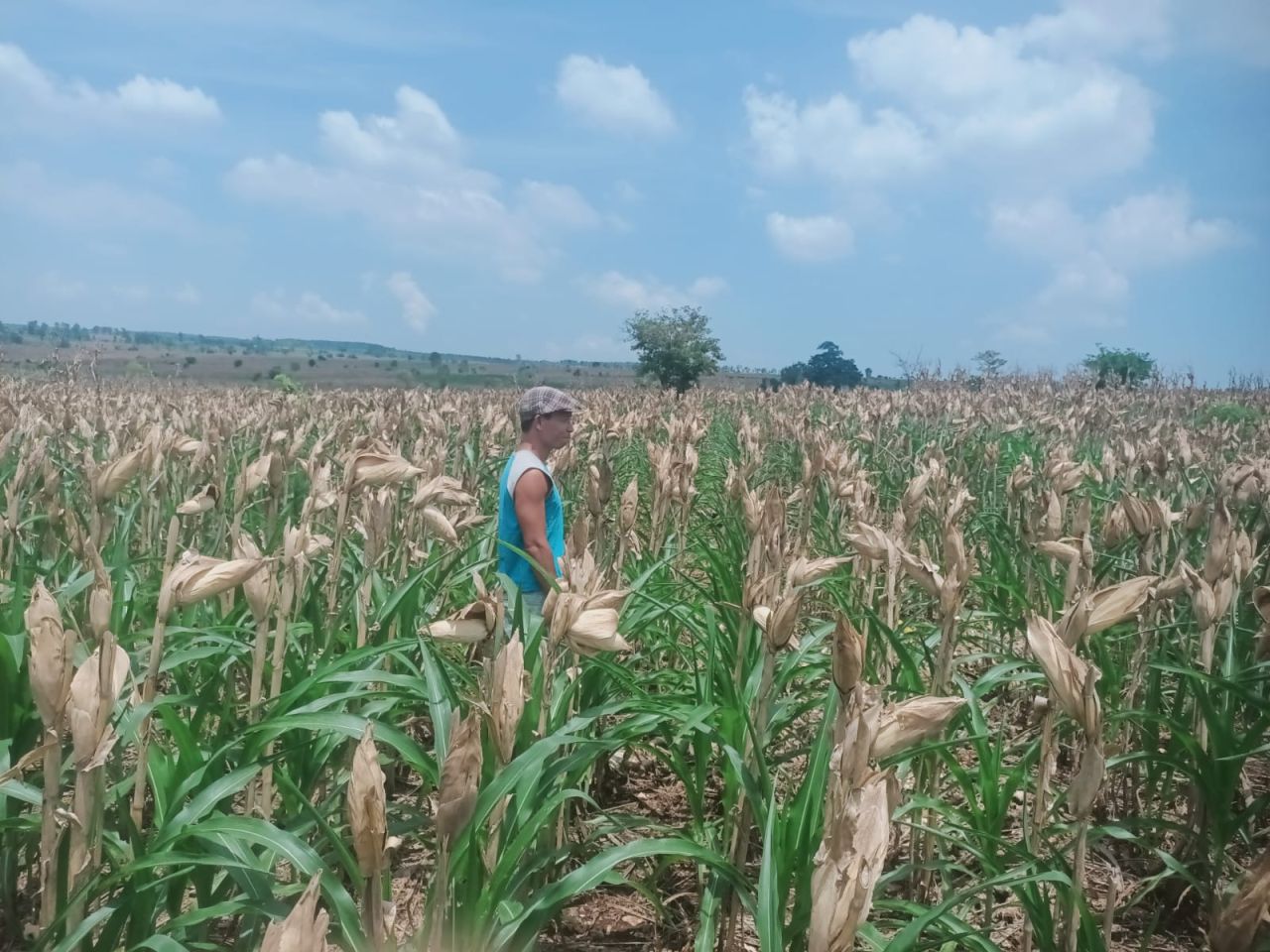 Sutrisno menatap tanaman jagungnya dengan mata kosong