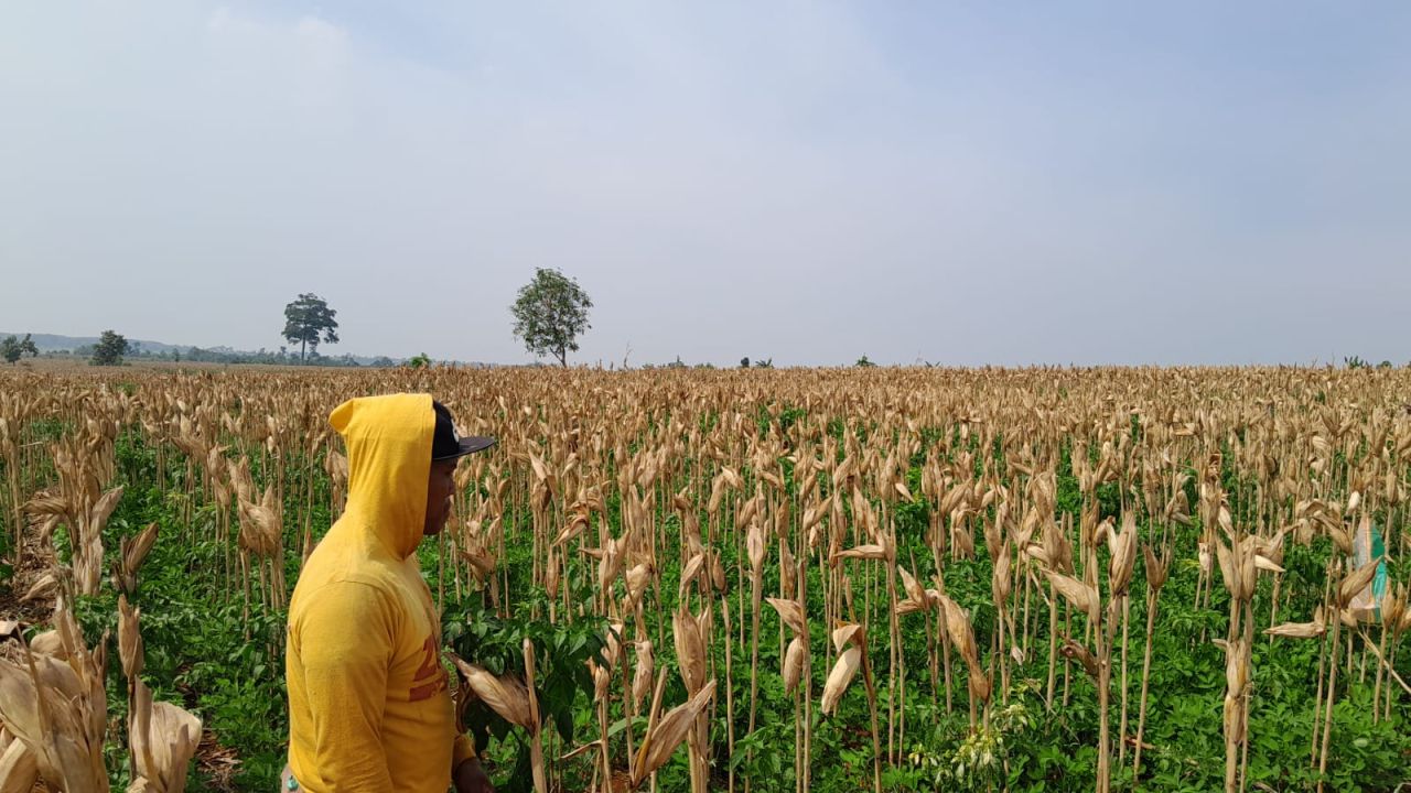 Jagung mengering di pohon tak ada semangat petani memanen