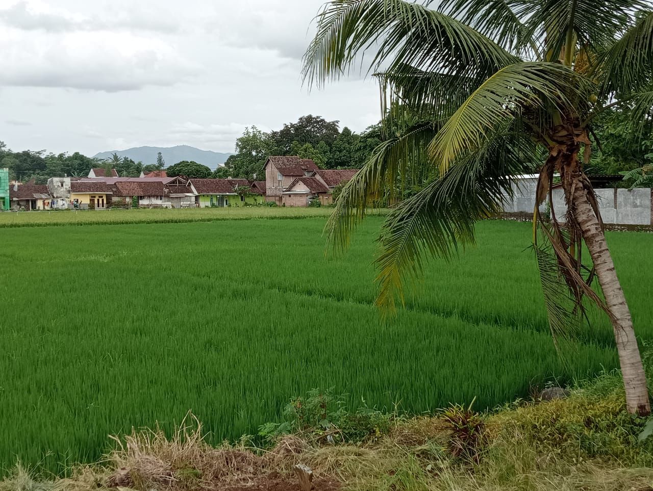 Tanah bengkok yang disewakan Kades