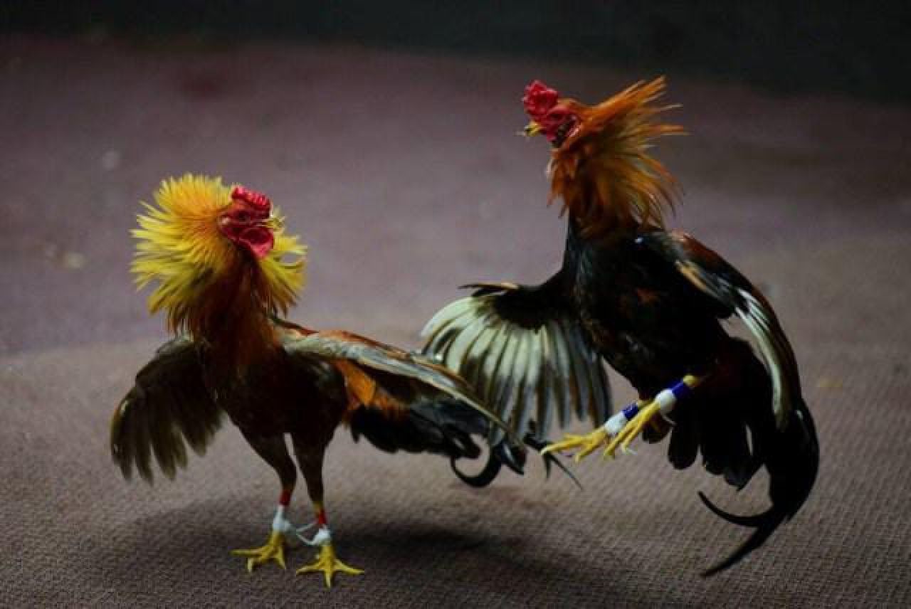 Judi sabung ayam