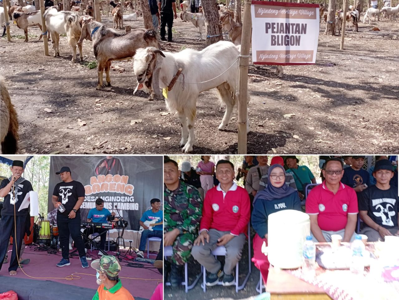 Ratusan Kambing Ikuti Angon Bareng Semua Jenis Kambing Desa Ngindeng