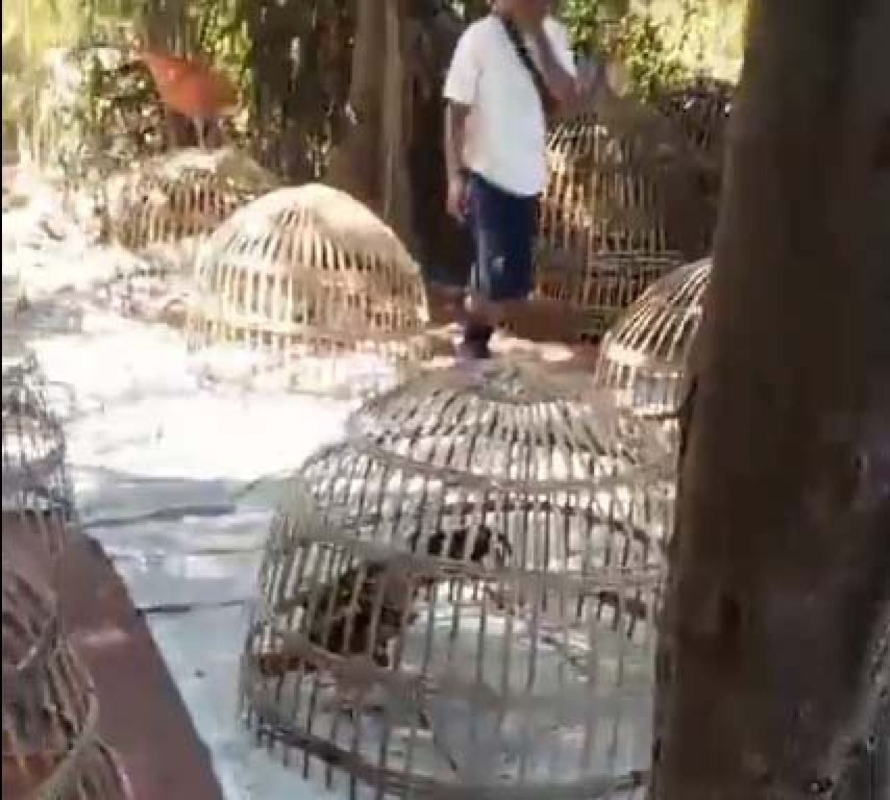 Beberapa ayam jago di Desa Barengkrajan
