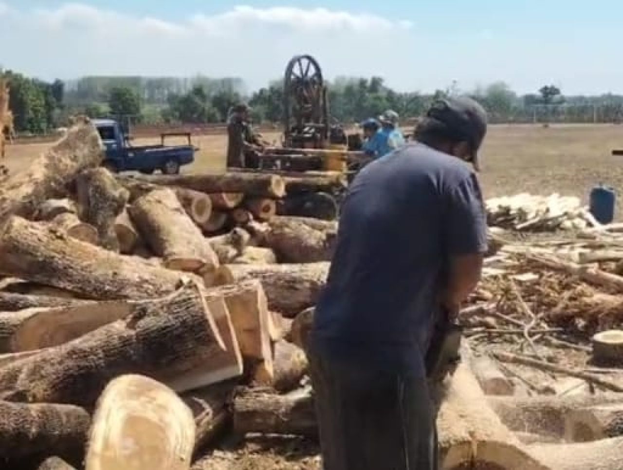 Pemdes Kertosari Diduga tebang pohon untuk dijual