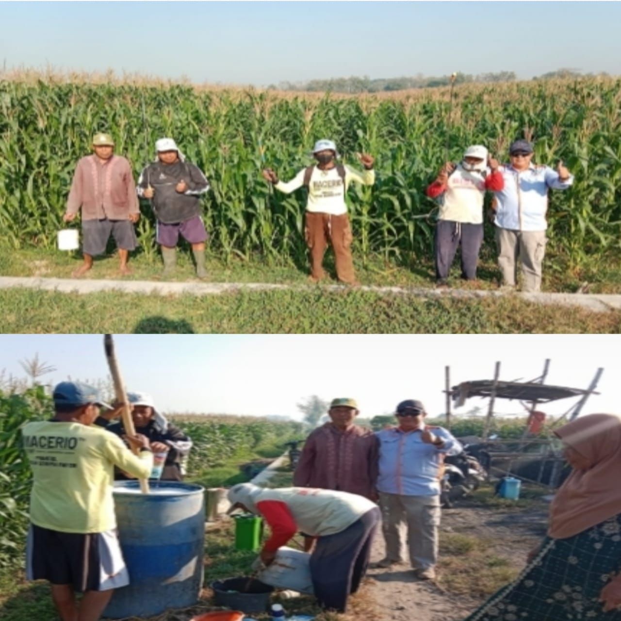 Gerakan Pengendalian Hama Ulat Grayak Pada Tanaman Jagung Poktan Pranggang