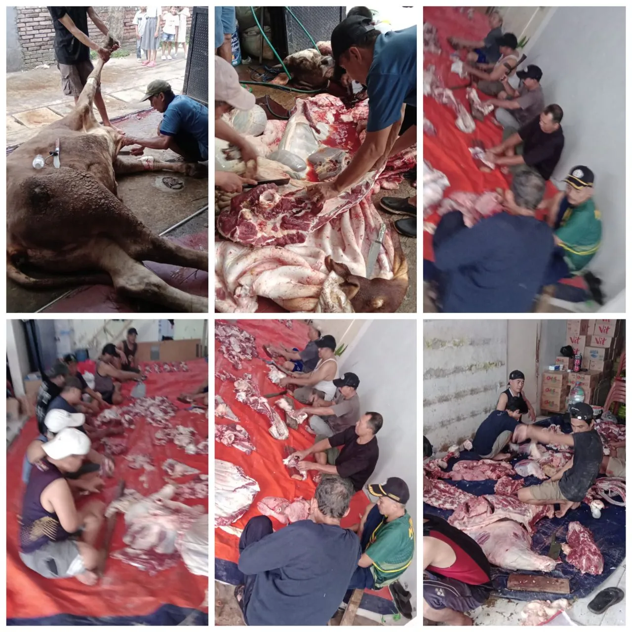 PKBN Al-Hikmah Sektor Bekasi Melaksanakan Penyembelihan Hewan Qurban Tiga Ekor Sapi Pada Hari Ke Dua