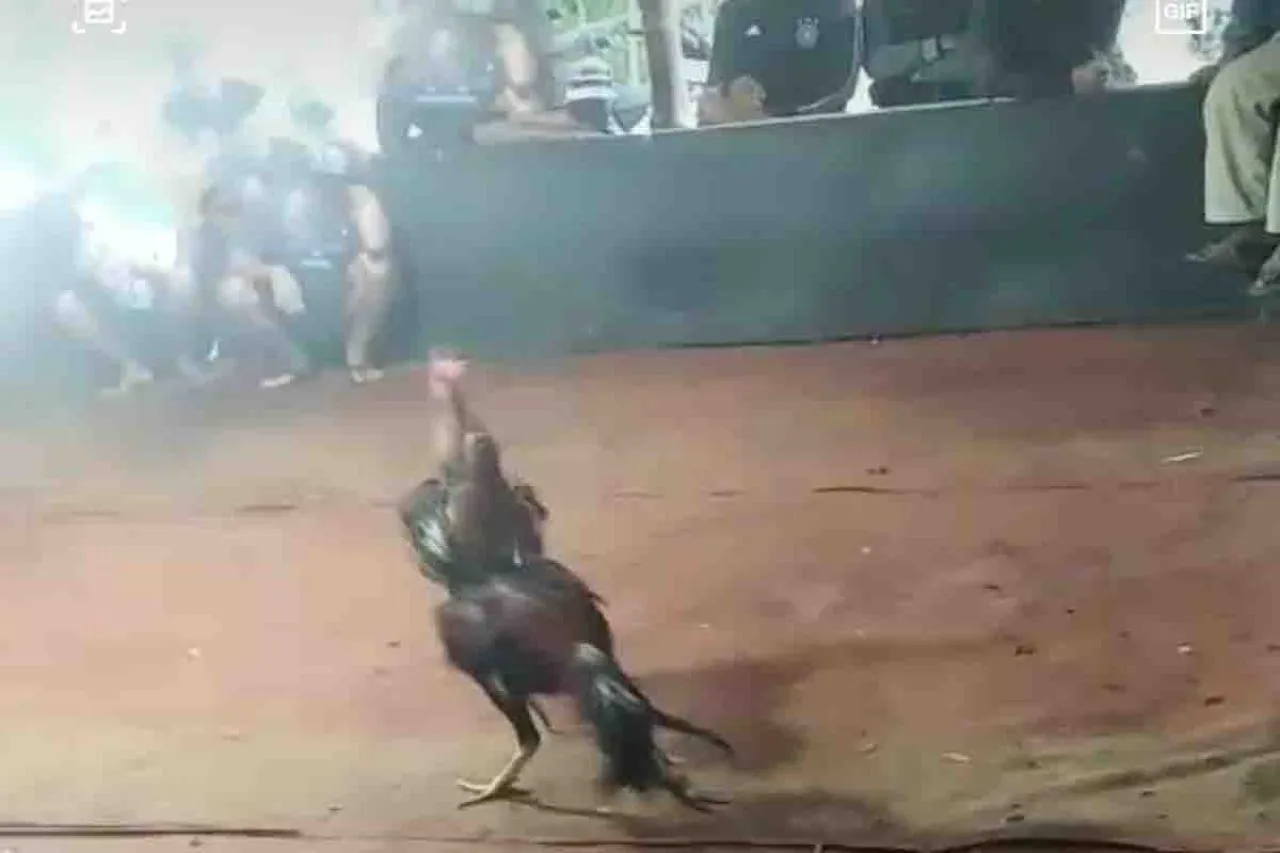 Sabung Ayam di Desa Ngajum Malang Meresahkan Masyarakat