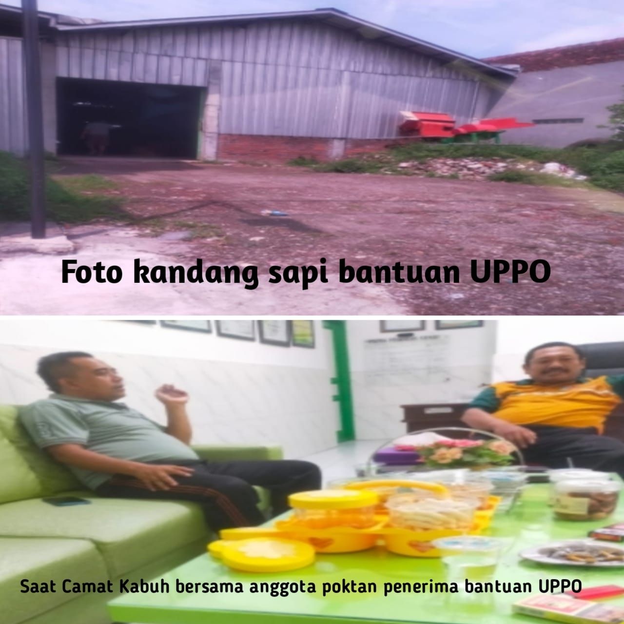 LSM KOMPAK Segera Laporkan Dugaan Penyelewengan Bantuan Ternak Program UPPO 2020