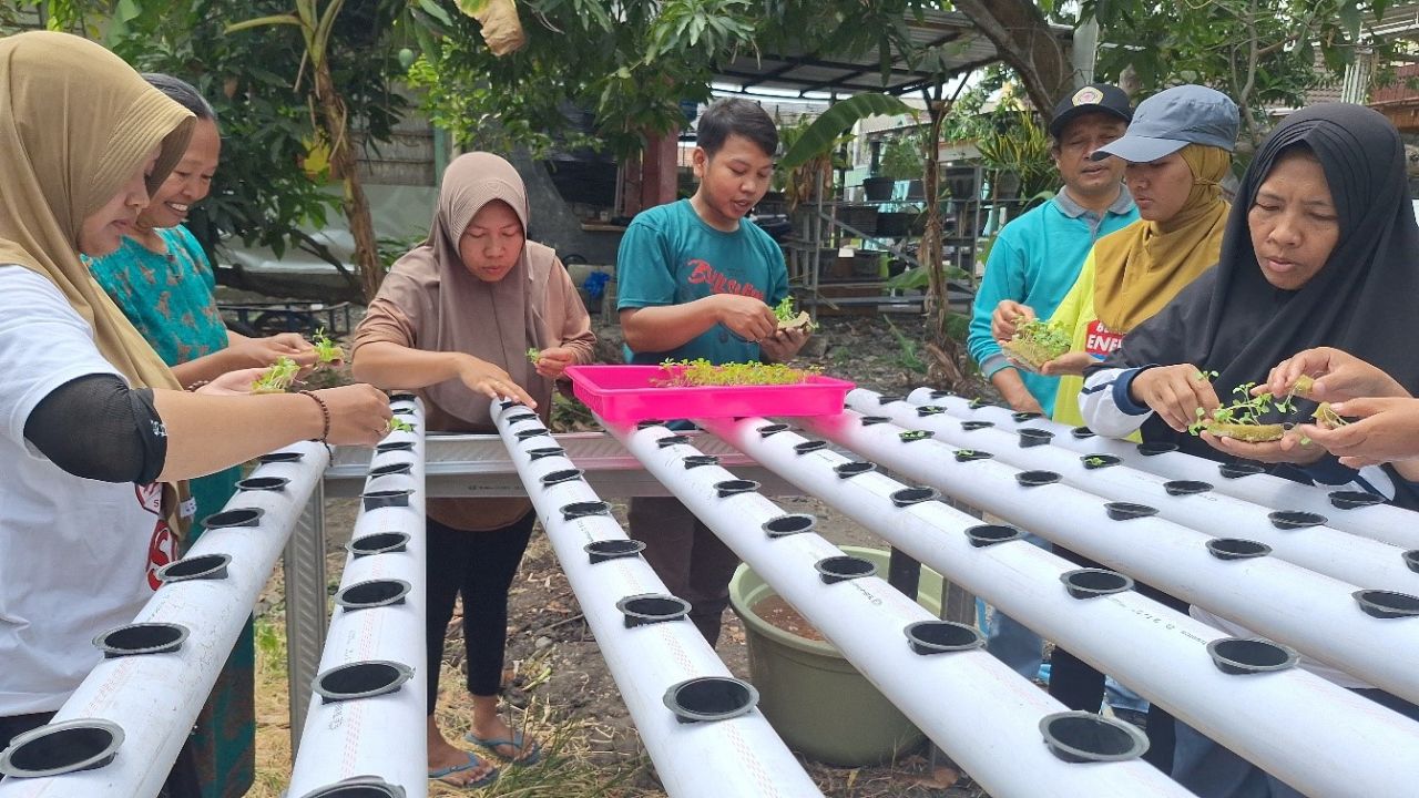 Budidaya hidroponik ibu-ibu PKK Desa Cagakagung