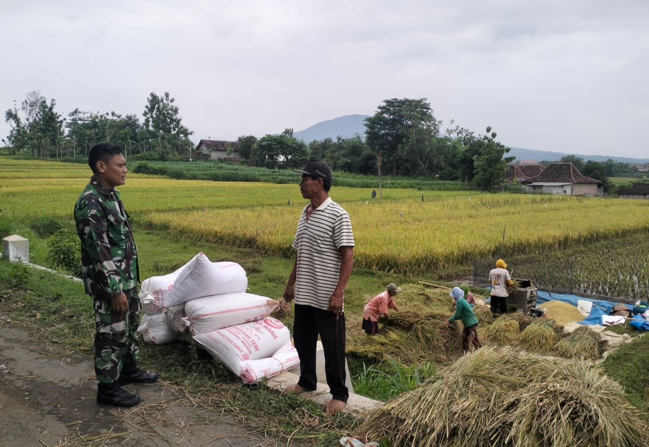 Babinsa Kodim Ponorogo Ajak Petani Jual Gabah Sesuai Harga Pemerintah