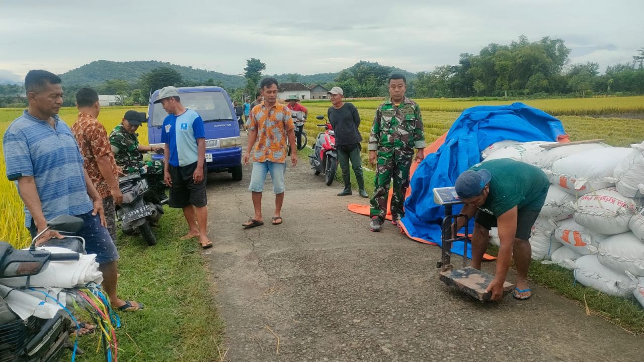 Bulog Serap Gabah Petani, Babinsa Ponorogo Dampingi
