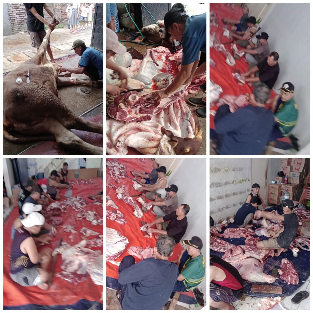 PKBN Al-Hikmah Sektor Bekasi Melaksanakan Penyembelihan Hewan Qurban Tiga Ekor Sapi Pada Hari Ke Dua