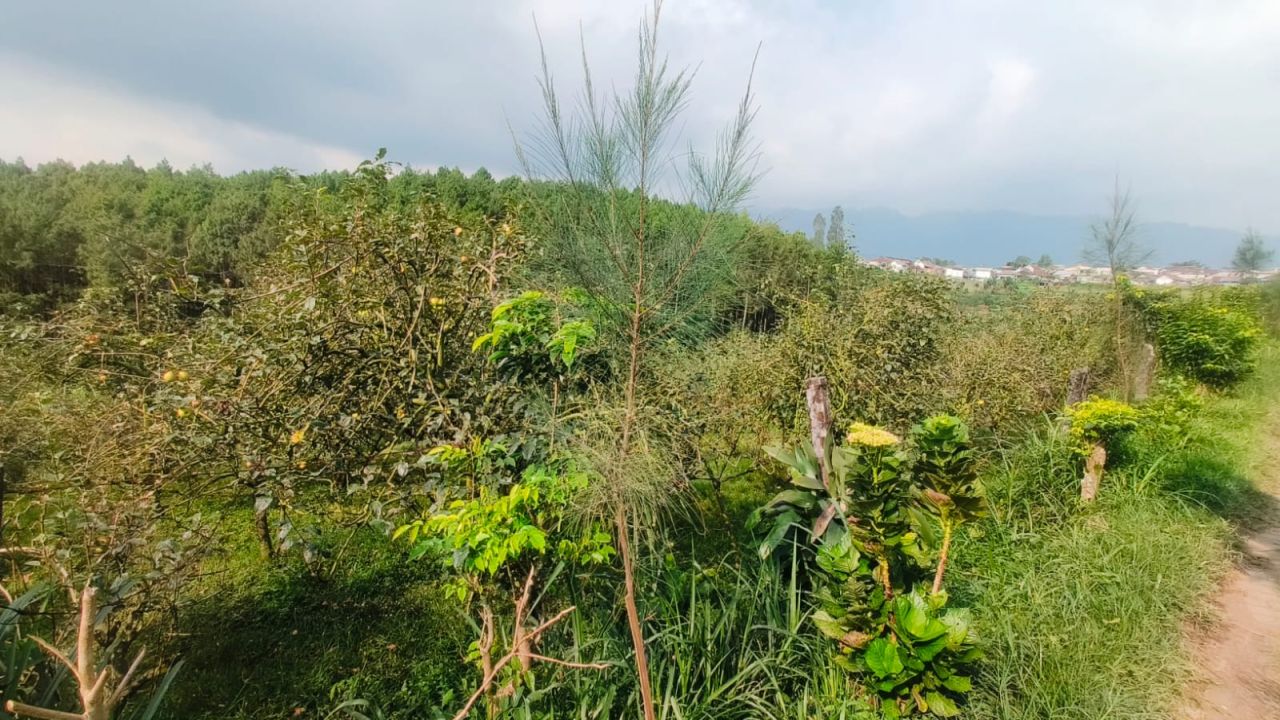 Kebun Apel di Dusun Argopuro yang diduga didapat dari hasil pungutan PTSL dengan dalih tukar guling