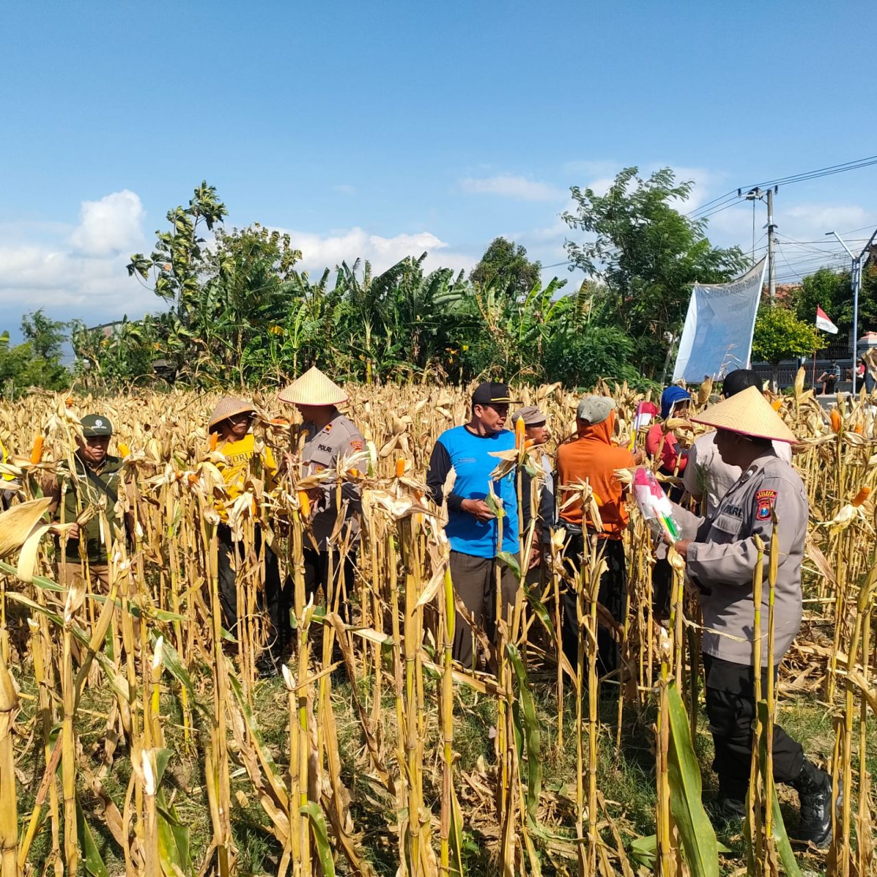 Polsek Sukorejo Panen Jagung Benih Bhayangkara