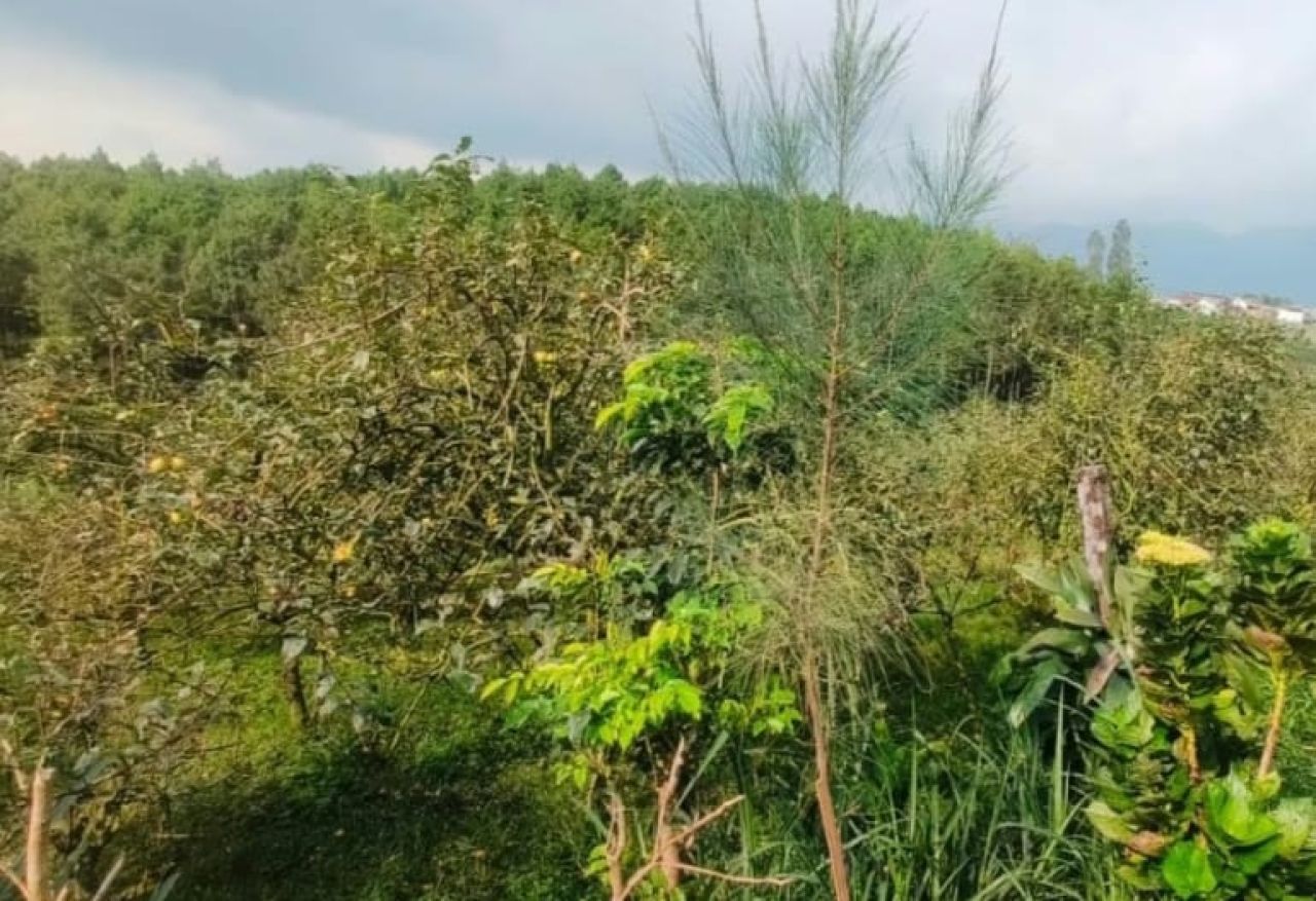 Kebun apel seluas 5800 M2 terletak di Dusun Ngadipuro disebut-sebut hasil tukar guling TKD Wonosari