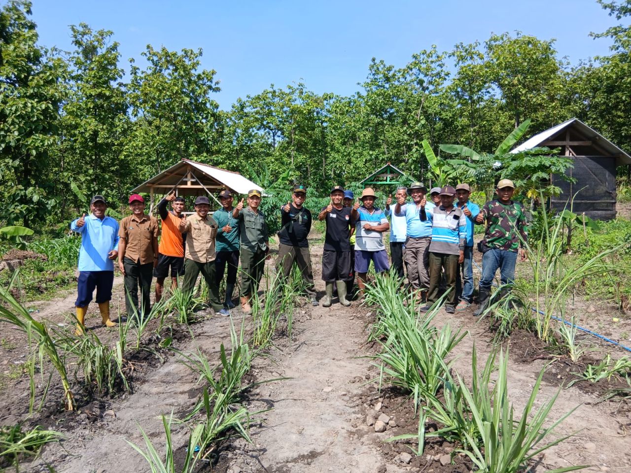 Kegiatan penanaman HMT dilokasi Agrosilvopastural di Petak 158 RPH pajaran BkPH pajaran KPH Saradan