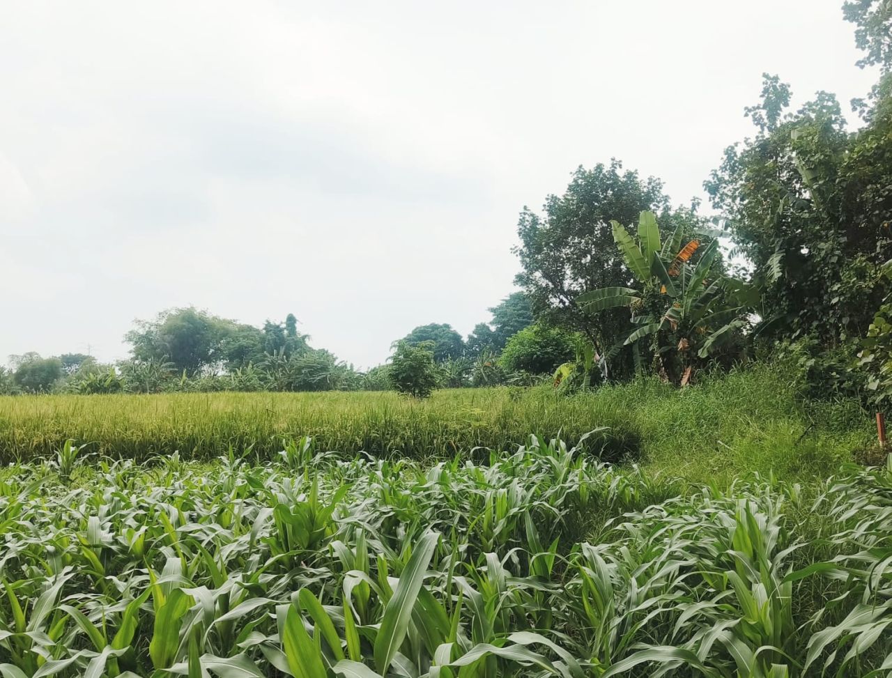 Lokasi tanah di sengketaka