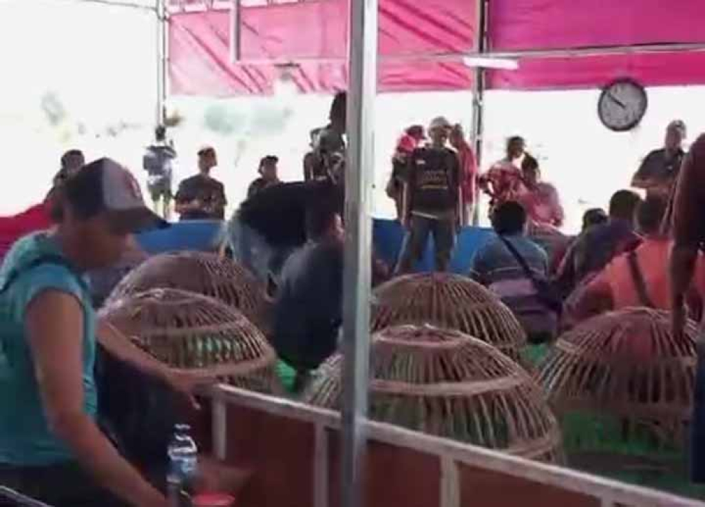 Marak Sabung Ayam di Wilayah Polsek Sedati Sidoarjo