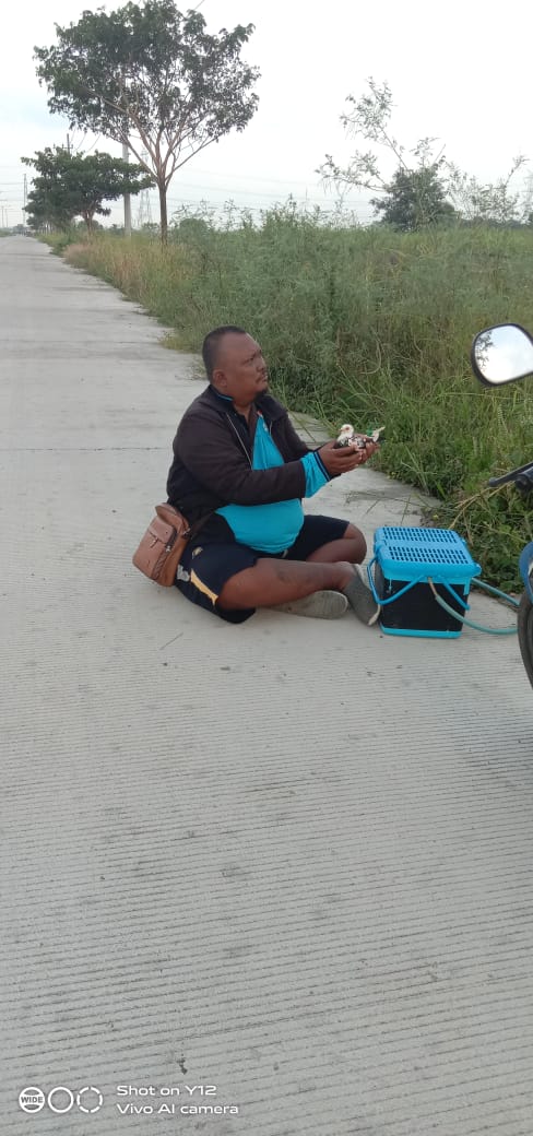 Cak Ogah Saat "Ngetren"  Burung Merpati