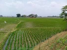 Ilustrasi Area Persawahan (istimewa)